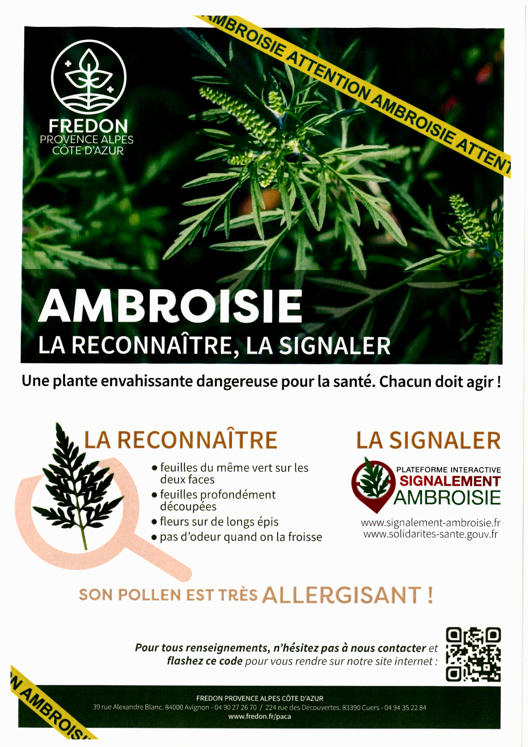 Signalement Ambroisie